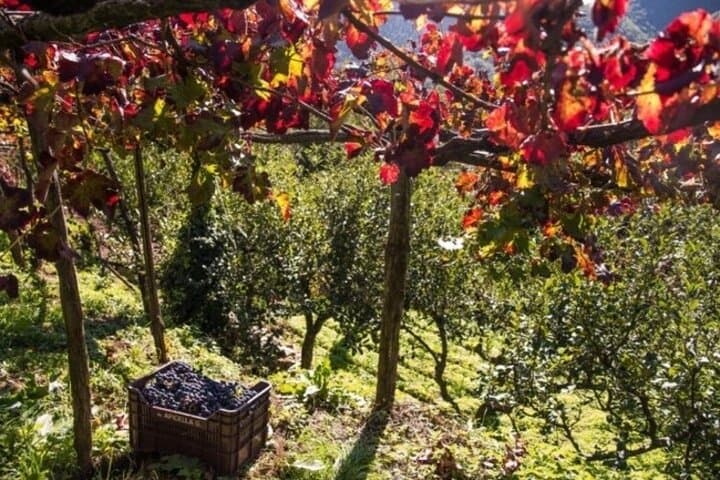 Weinverkostung in der Weinkellerei Apicella — Foto 3