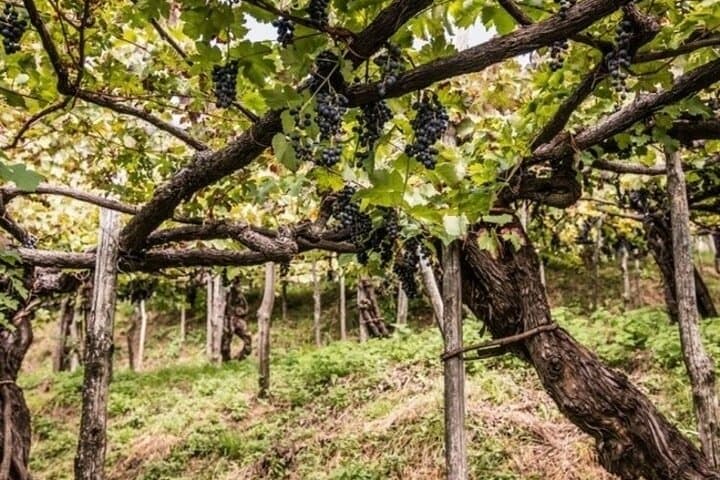 Weinverkostung in der Weinkellerei Apicella — Foto 5