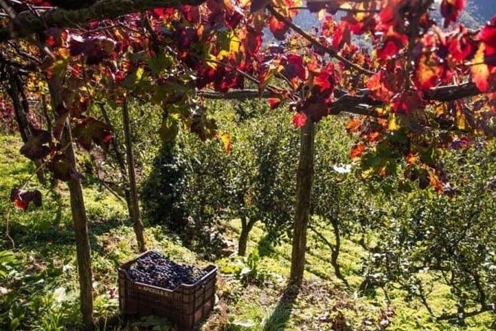 Degustazione di Vini presso la Cantina Apicella a Tramonti — foto 3