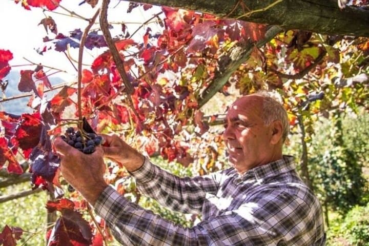 Degustazione di Vini presso la Cantina Apicella a Tramonti — foto 2