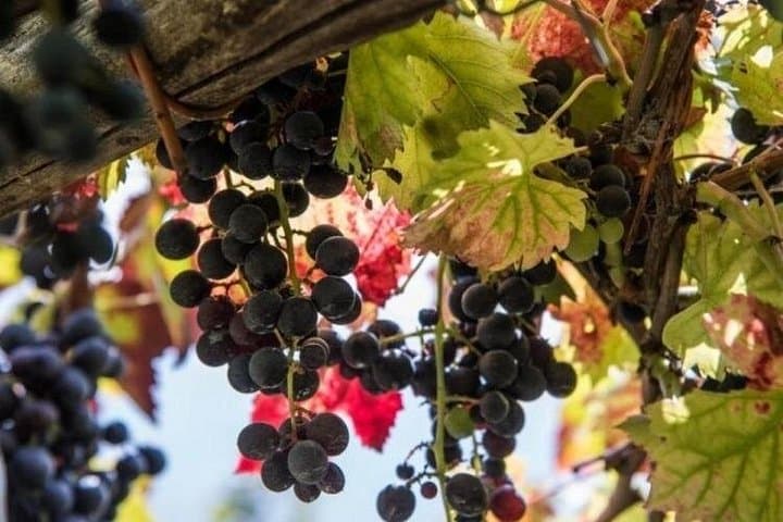 Degustazione di Vini presso la Cantina Apicella a Tramonti — foto 4