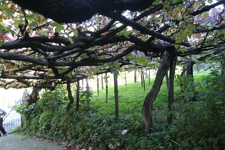 Goblet of Stars in Tramonti — Foto 4
