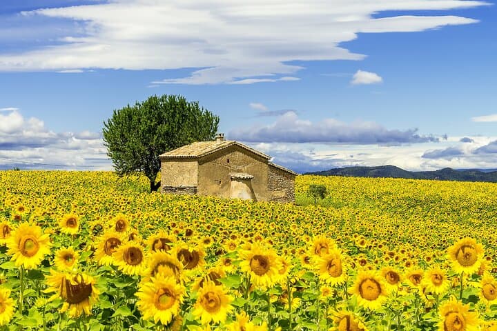 Il tour pomeridiano di Van Gogh in Provenza e Les-Baux-de-Provence