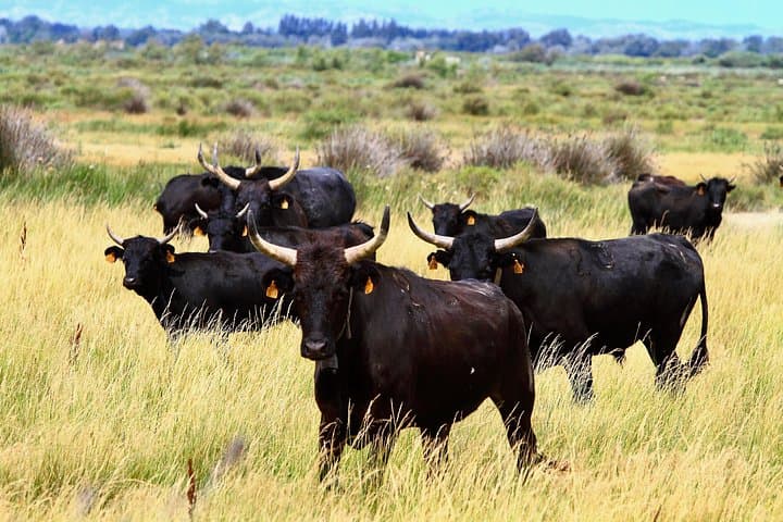 Escursione di un giorno in piccoli gruppi nella Camargue da Avignone — foto 4