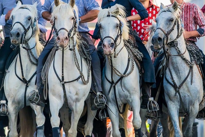 Escursione di un giorno in piccoli gruppi nella Camargue da Avignone — foto 2