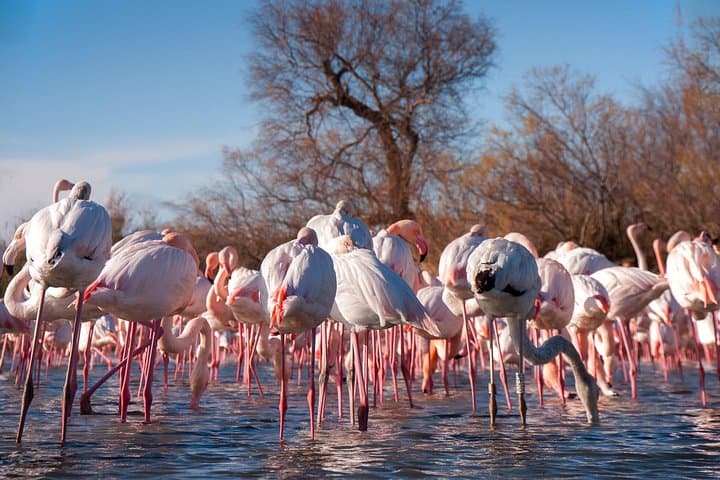 Escursione di un giorno in piccoli gruppi nella Camargue da Avignone