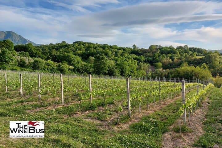 Private Irpinia Wein Tour von Positano, Amalfi oder Ravello — Foto 3