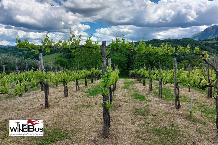 Private Irpinia Wein Tour von Positano, Amalfi oder Ravello — Foto 4