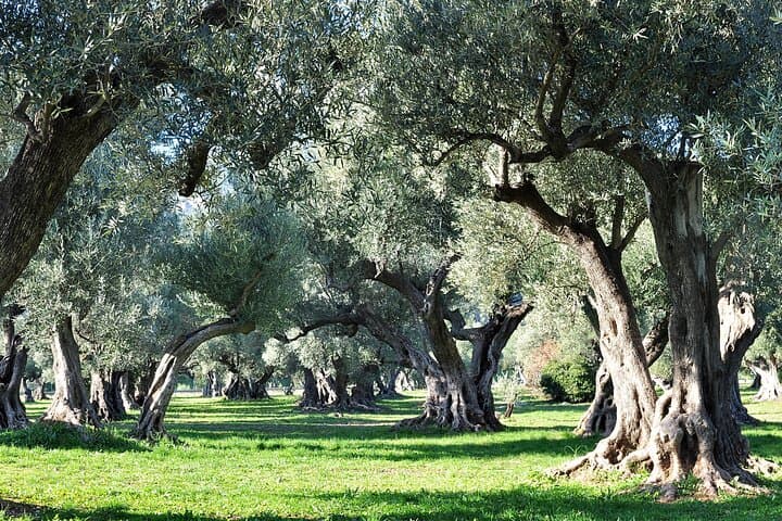 Il tour pomeridiano di Van Gogh in Provenza e Les-Baux-de-Provence — foto 3