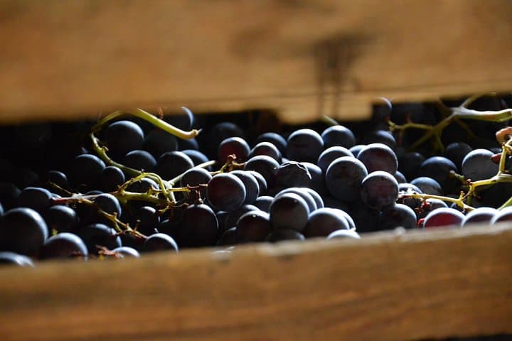 Pagus Wine Tours® - Ein Geschmack von Amarone - Halbtägige Weinprobe — Foto 5