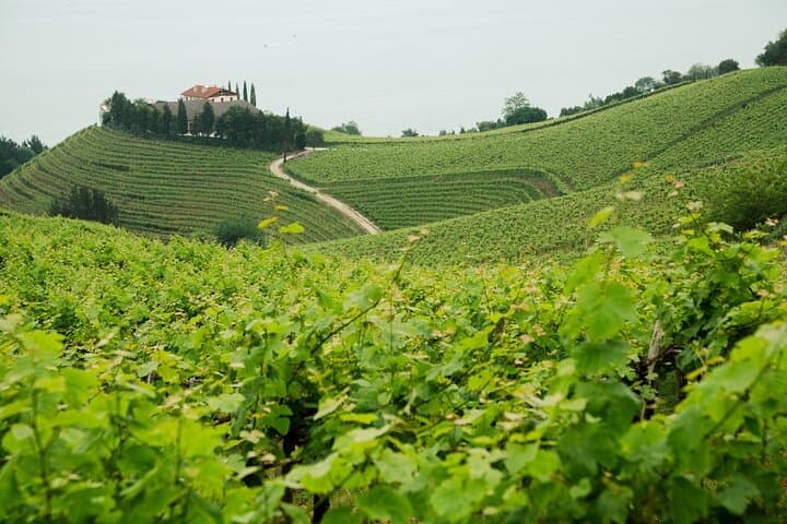 Private Basque Cheese & Txakoli Wein Tour von San Sebastian