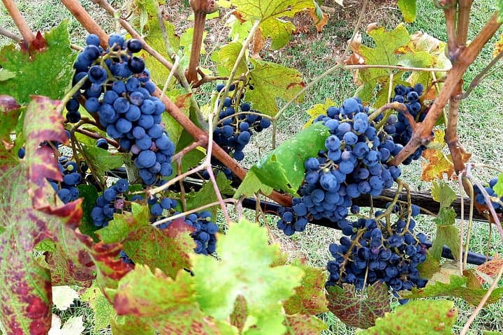 Promenade à travers les collines ondulantes du Chianti — photo 2