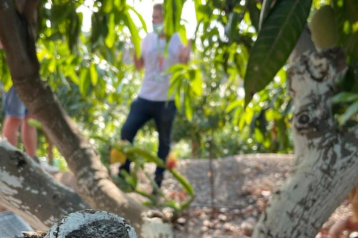 Tropentour: Avocado- und Mango-Plantage - Málaga — Foto 3