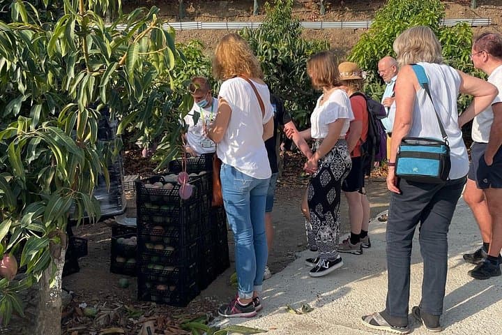 Tropentour: Avocado- und Mango-Plantage - Málaga — Foto 2