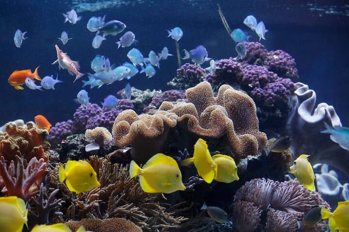 Billet d'entrée SEA LIFE Speyer — photo 3