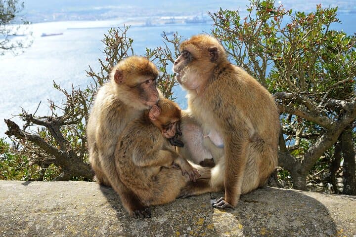 Visite de Gibraltar avec tour du Rocher depuis la Costa del Sol