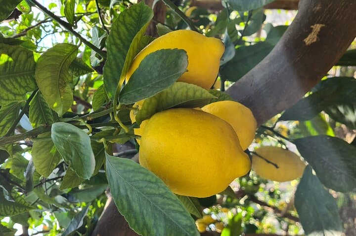Sendero de los Limones - Costa de Amalfi — foto 2