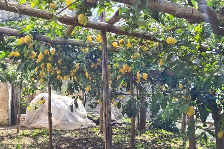 Sendero de los Limones - Costa de Amalfi — foto 5