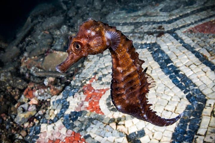 Immersioni subacquee tra le rovine romane sottomarine a Baia da Napoli — foto 2