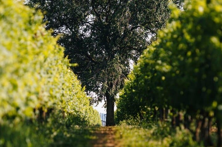 Valpolicella Wein- und Risotto-Verkostung — Foto 4