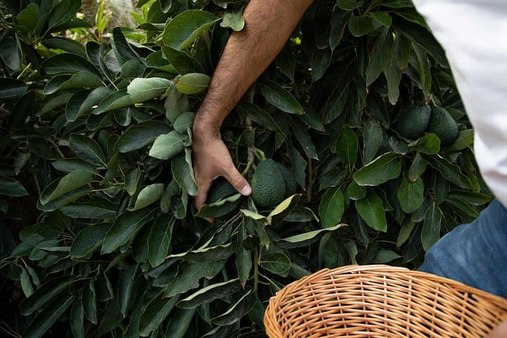 Geführte Tour zur einzigen Kaffeefarm in Europa — Foto 3