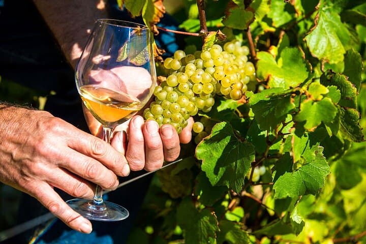 Provence Bio-Weinverkostung Halbtagesausflug von Nizza — Foto 2