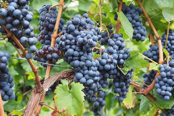 Provence Bio-Weinverkostung Halbtagesausflug von Nizza — Foto 5