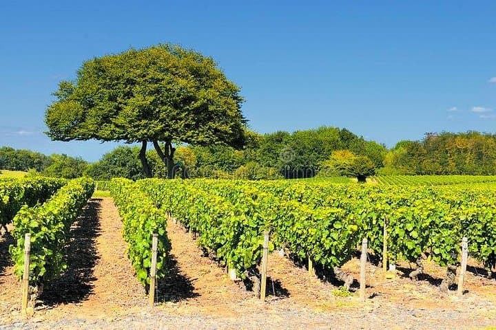 Beaujolais-Weintour von Lyon Halbtags — Foto 2