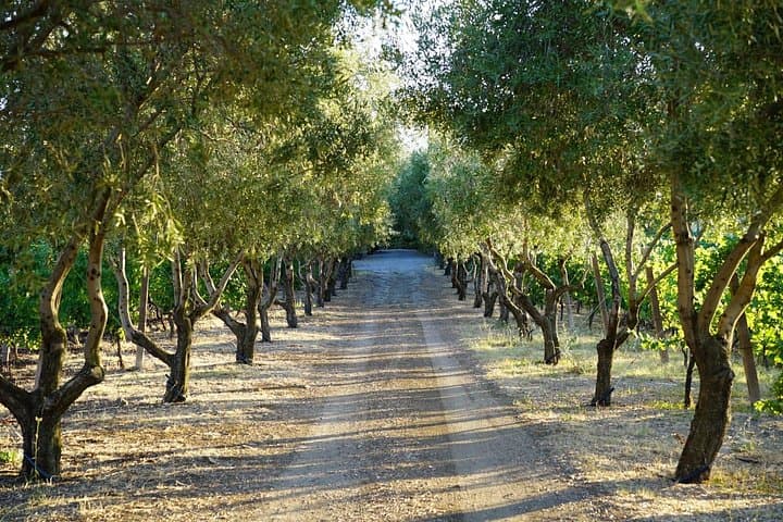 Weinprobe in Frascati von Rom — Foto 5