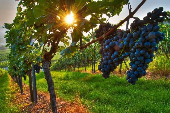 Weinprobe in Frascati von Rom — Foto 2