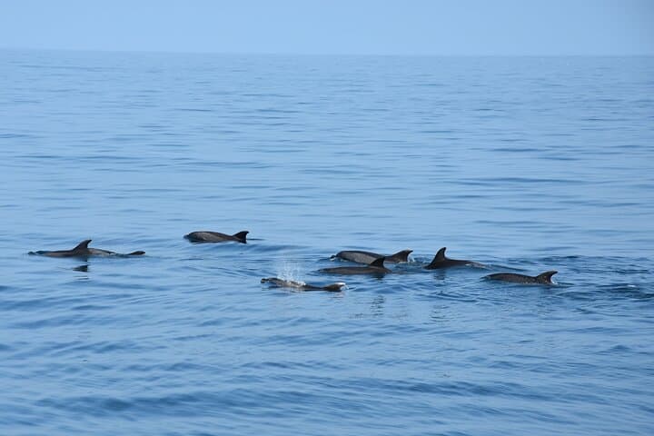 Excursion en bateau pour observer les dauphins depuis Benalmadena — photo 5