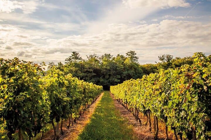 Halbtägige Weinverkostungstour im Médoc mit Weingutbesuch und Verkostungen ab Bordeaux