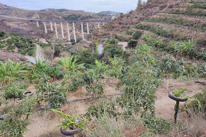 Geführte Tour zur einzigen Kaffeefarm in Europa — Foto 5