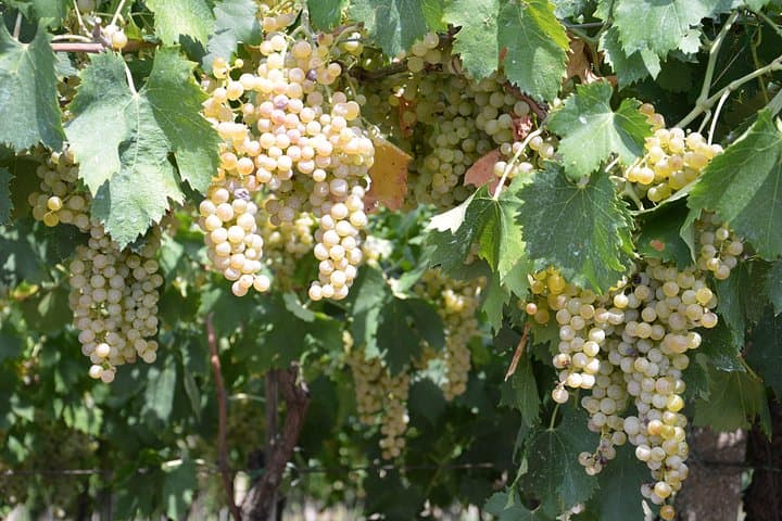 Pagus Wine Tours® - Soave und Amarone - Halbtägige Weintour — Foto 5