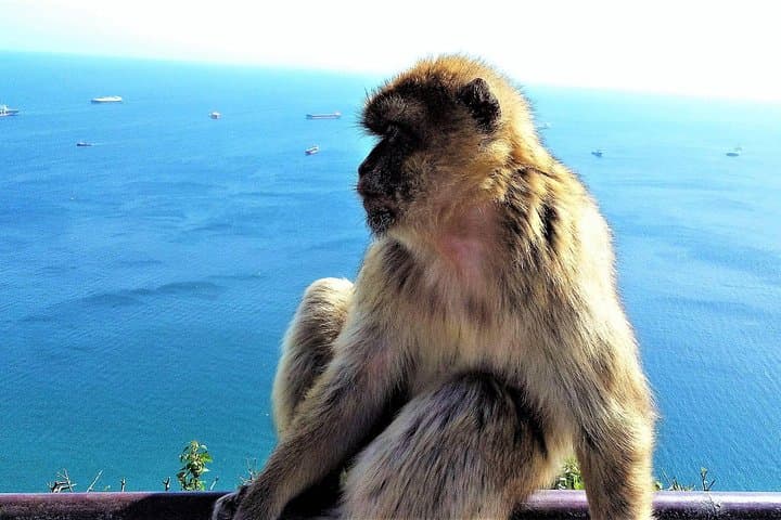 Privatführung in Gibraltar & Mijas von Málaga — Foto 4