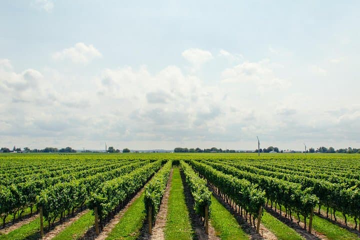 Tour Privado de Día Completo a Viñedos en el Valle del Rin desde Frankfurt