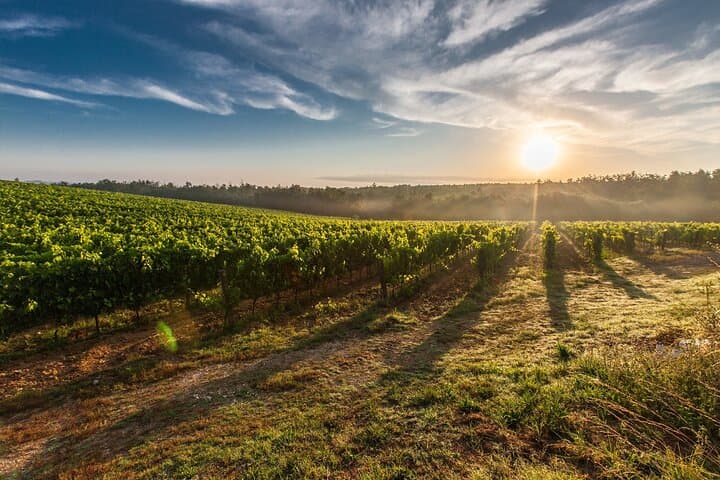 Tour Privado de Día Completo a Viñedos en el Valle del Rin desde Frankfurt — foto 2