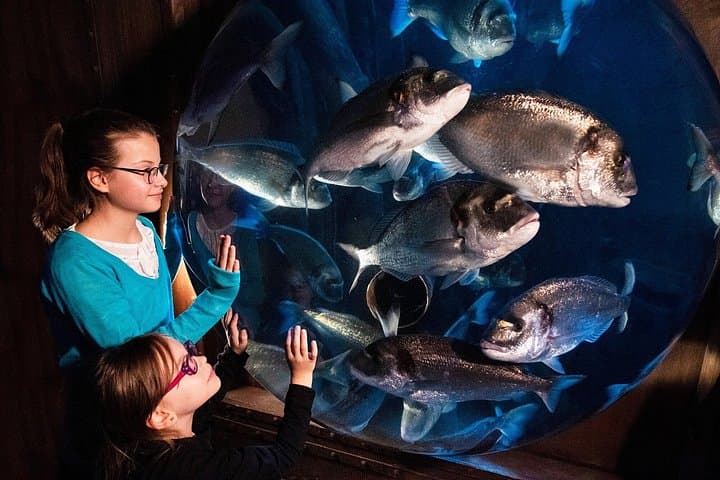 Eintrittskarte für SEA LIFE Speyer