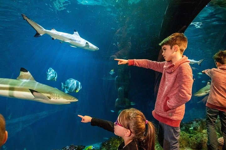 SEA LIFE Speyer Admission Ticket — photo 2