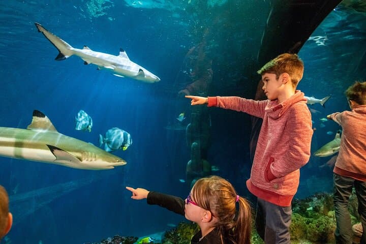Billet d'entrée SEA LIFE Speyer — photo 2
