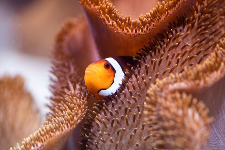 Biglietto d'ingresso per SEA LIFE Monaco — foto 3