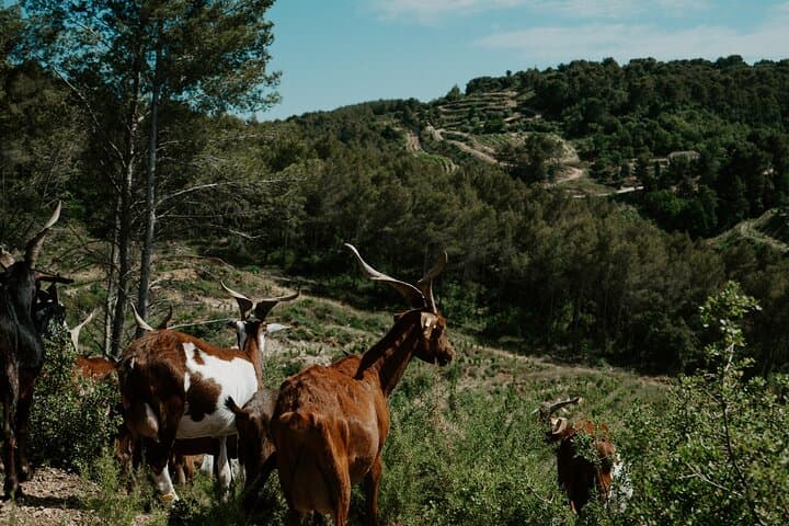 Ganztägige Wein- und Käsetour rund um Aix-en-Provence ab Marseille — Foto 5