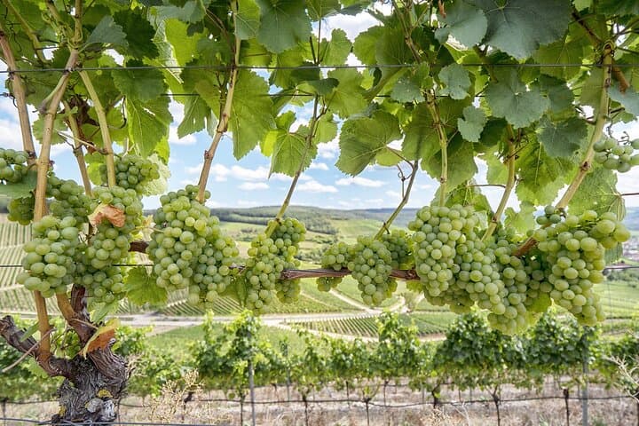 Private Halbtägige Txakoli-Weintour & Fischerdorf Getaria — Foto 2