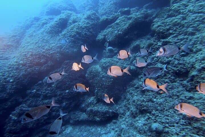 Boat trip and snorkeling in Villefranche-sur-Mer — photo 2