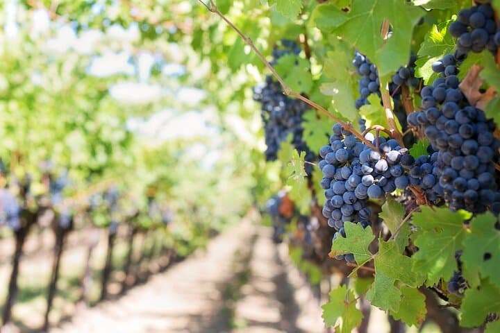 Private Cultural Wine Tasting Tour in Verona — Foto 4