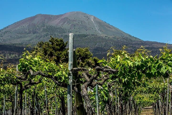 Pompeji mit Weinprobe und Mittagessen ab Neapel — Foto 2