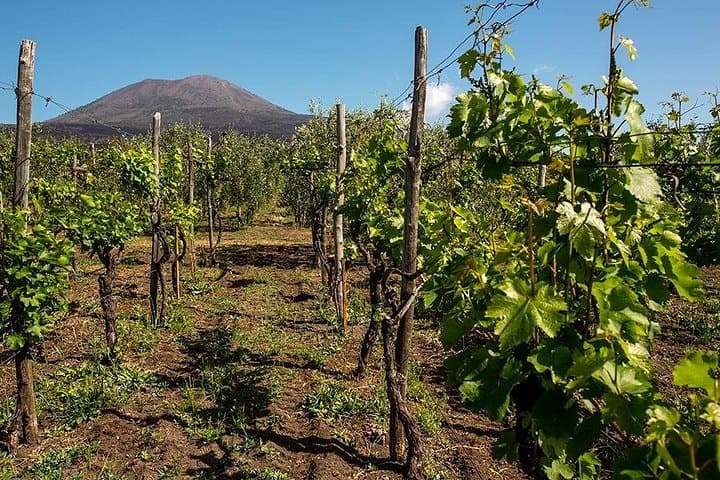 Pompeji mit Weinprobe und Mittagessen ab Neapel — Foto 3