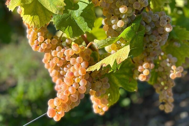 Weinbaugebiete von Savoie: Besichtigungen und Verkostungen ab Annecy — Foto 3