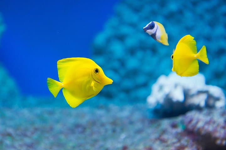 Biglietto d'ingresso SEA LIFE Benalmadena — foto 5