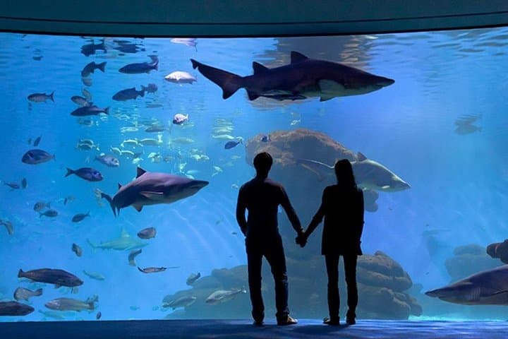 Biglietto per il Palma Aquarium — foto 3